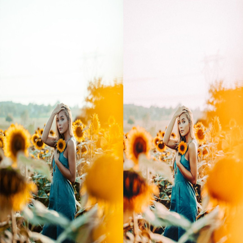 1080x1080 size 10_Sunflower-Fields-1594x1062.jpg