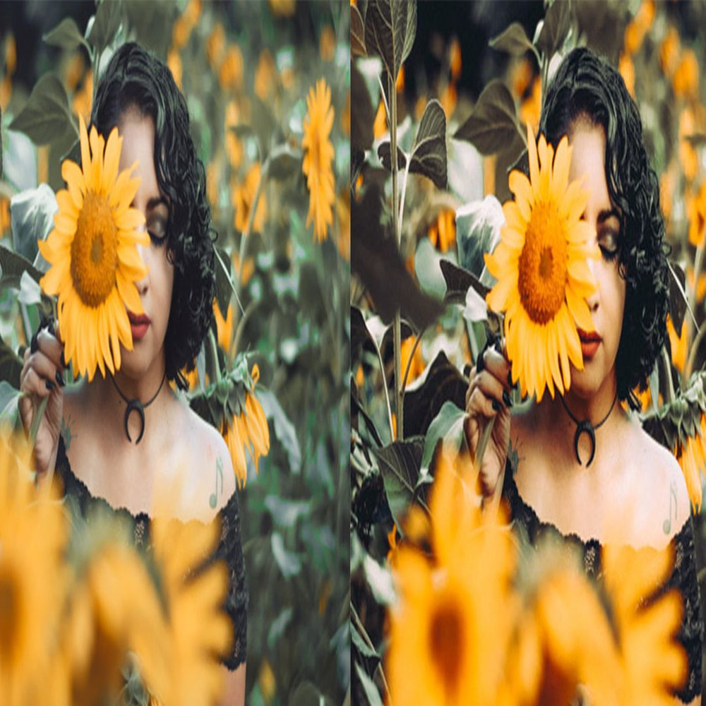 1080x1080 size 6_Sunflower-Fields-1594x664.jpg