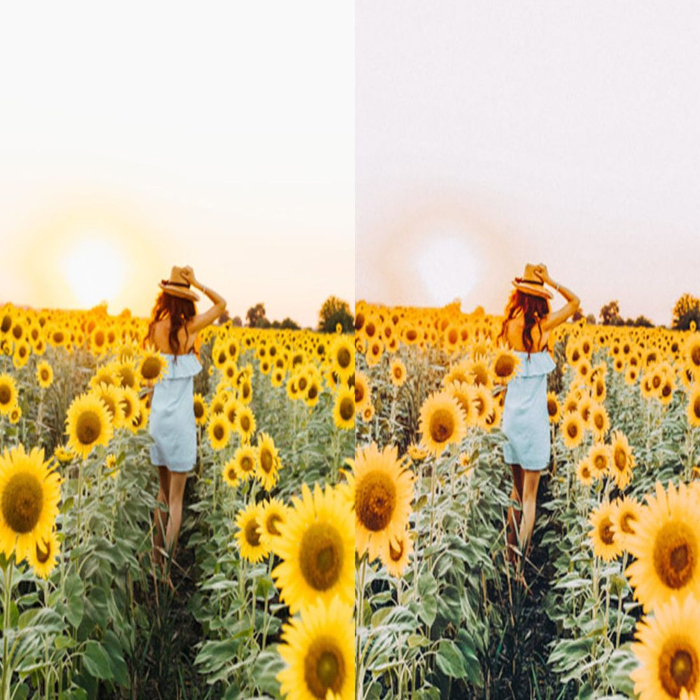 1080x1080 size 7_Sunflower-Fields-1594x1062.jpg