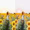 1080x1080 size 7_Sunflower-Fields-1594x1062.jpg