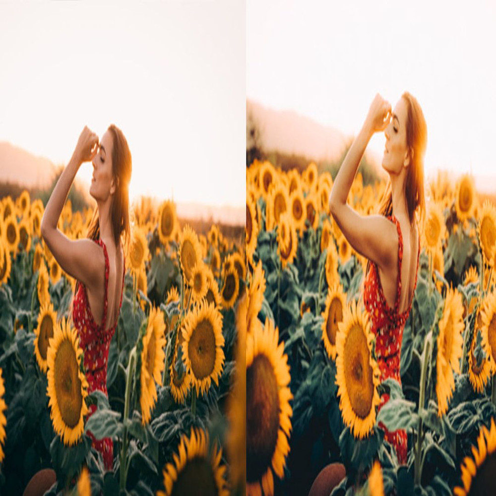 1080x1080 size 11_Sunflower-Fields-1594x664.jpg