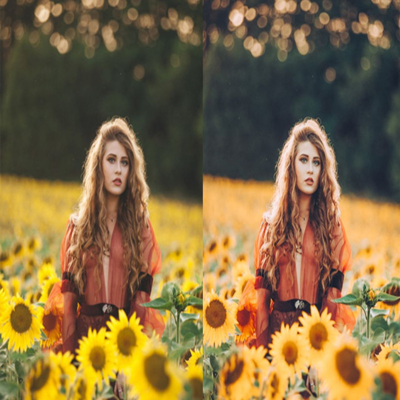 1080x1080 size 12_Sunflower-Fields-1594x1062.jpg