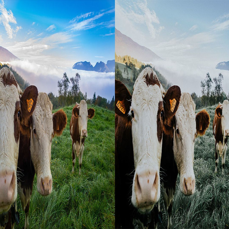 1080x1080 size 5_Ranch-1594x664.jpg