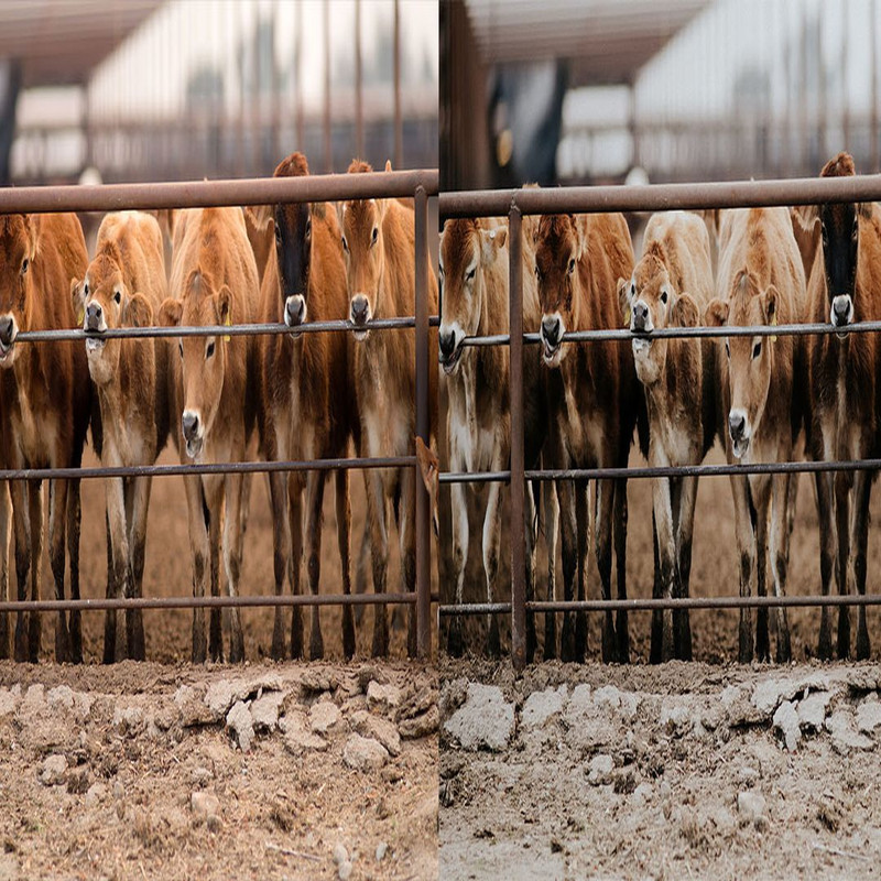 1080x1080 size 8_Ranch-1594x664.jpg