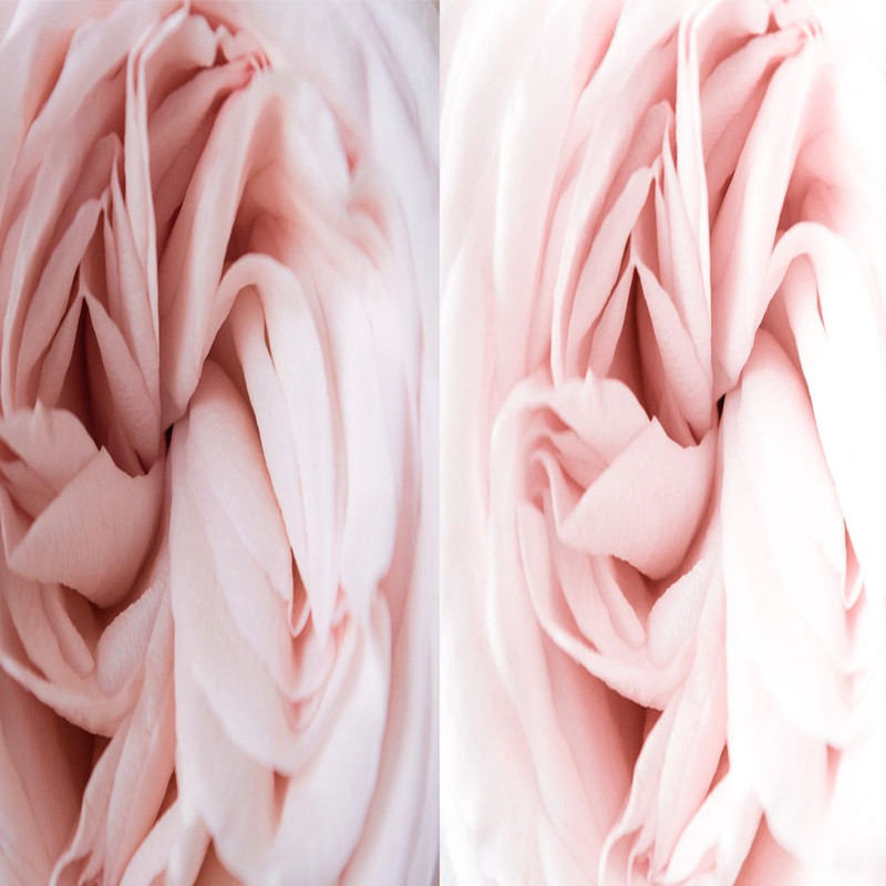 1080x1080 size 2_Blush-1594x664.jpg