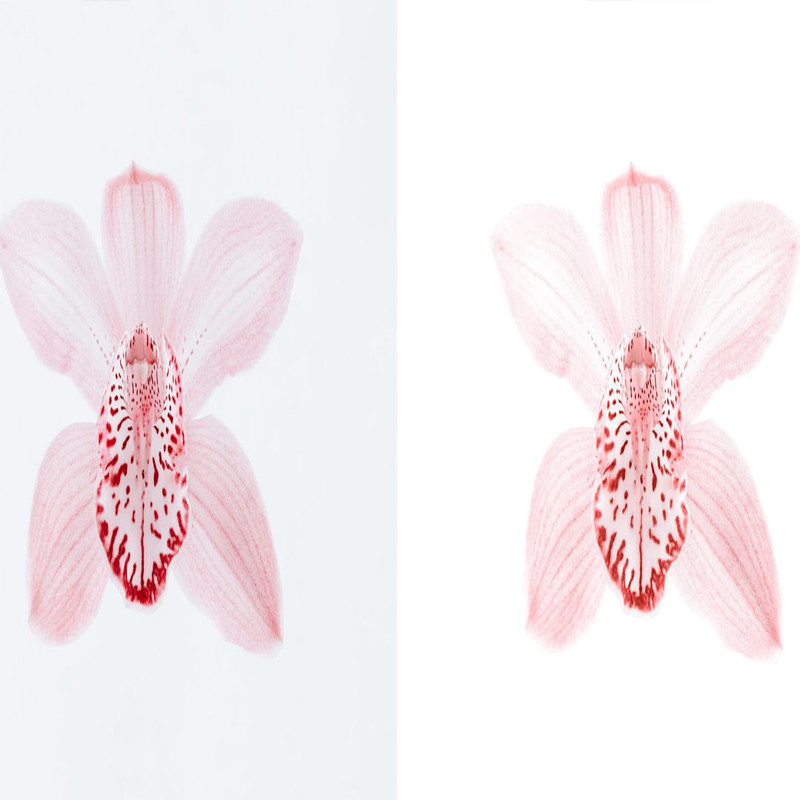 1080x1080 size 7_Blush-1594x664.jpg