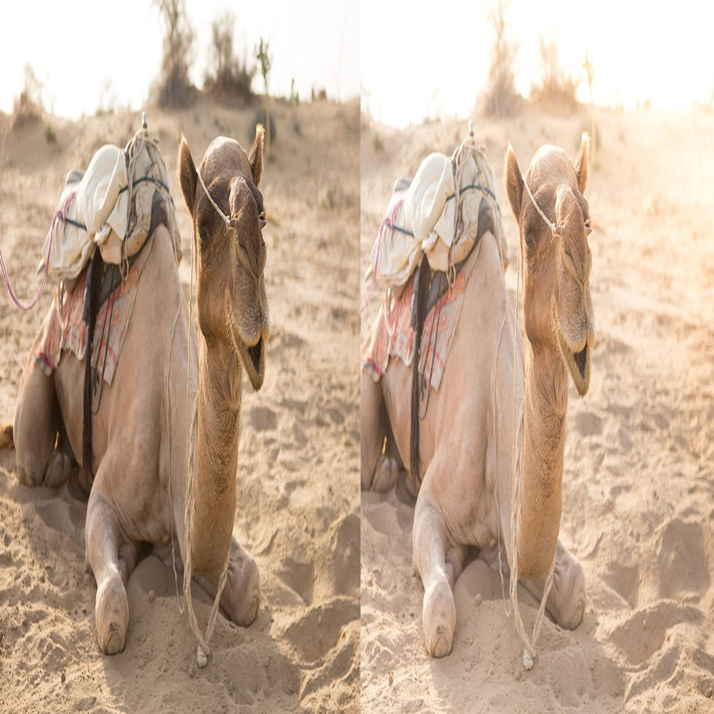 1080x1080 size Bang-Lassi-1-1594x664.jpg