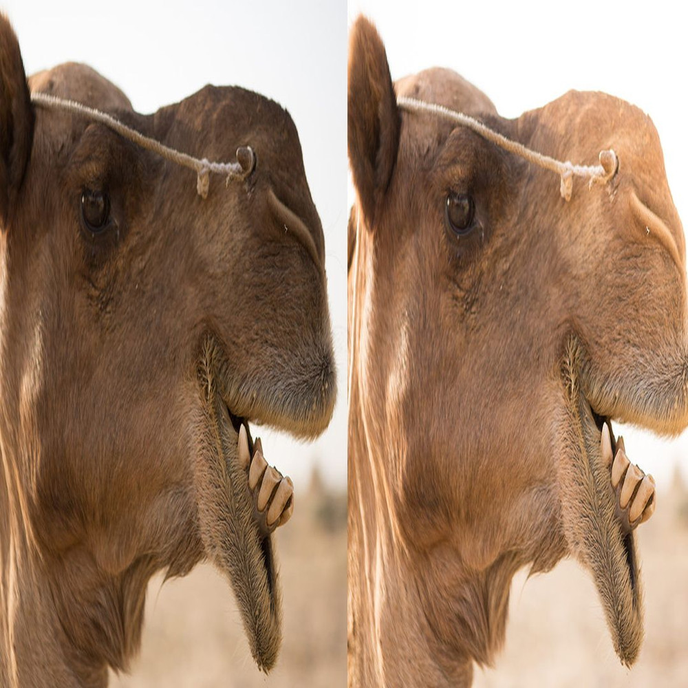 1080x1080 size Desert-Cultural-2-1594x664.jpg