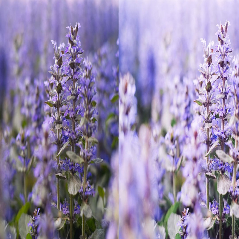1080x1080 size 7_Lavender-1594x664.jpg