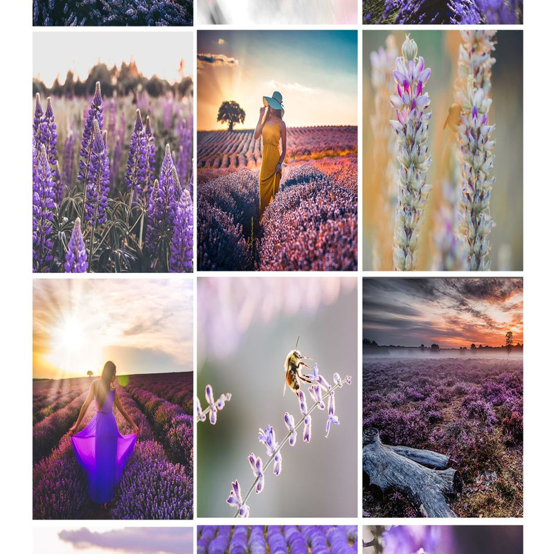 1080x1080 size Fields-of-Lavender-1594x1062.jpg