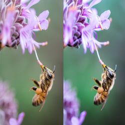 12 Macro Lightroom Presets | Insect, Flowers and Bug Presets | Desktop Mobile Mobile & Desktop Presets
