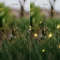 1080x1080 size firefly-photo-overlays-1.jpg