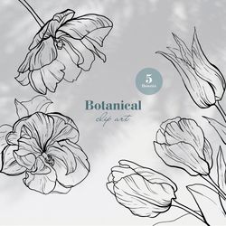 botanical clipart. flower digital illustration