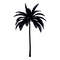 Palm trees1.jpg