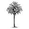 Palm trees2.jpg