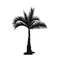 Palm trees10.jpg
