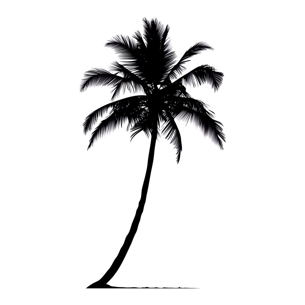 Palm trees12.jpg