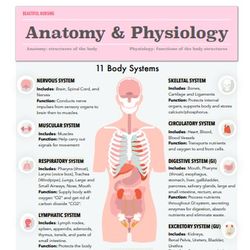 ANATOMY and PHYSIOLOGY  | Nursing Bundle | PDF File | Pages 30