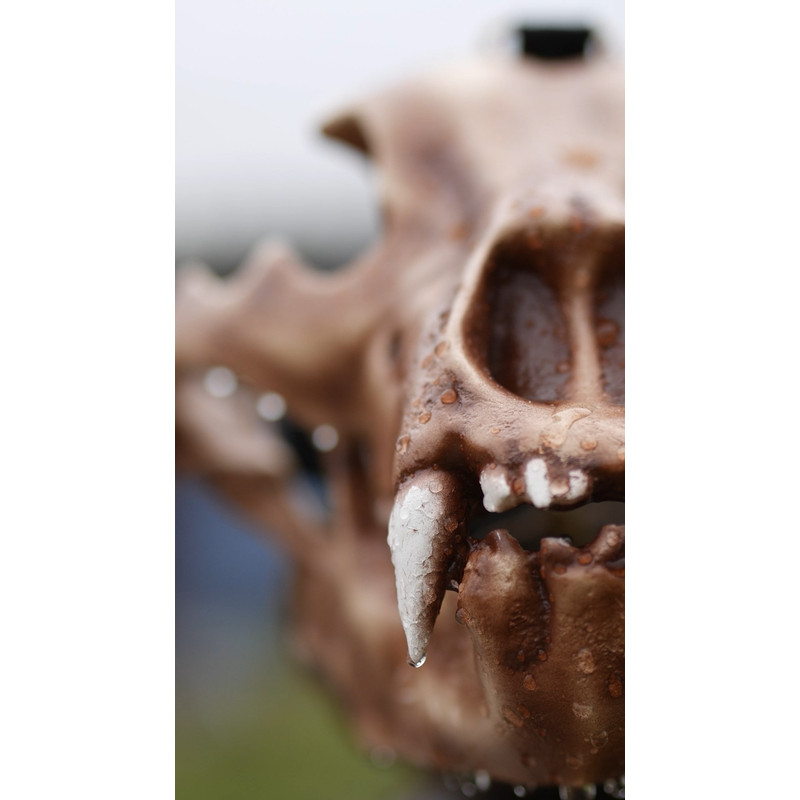 Bear skull mask (7).jpg