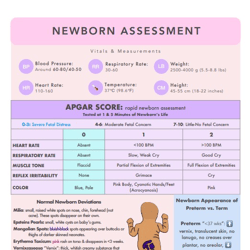 2024 OB Maternity Newborn Care | Nursing Bundle | PDF File | Pages 4