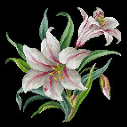 230228 white amaryllis