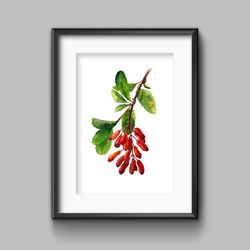 Barberry branch with berries Botanical illustration Watercolor digital File Art print Clipart with berries Poster A2