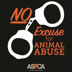 No Excuse For Animal Abuse Svg, Trending Svg, Aspca Svg, Aspca Organization Svg, Aspca Gifts Svg, Animal Svg, Animal Lov