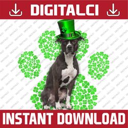 pitbull shamrock paw clovers st patrick's day png sublimation designs