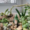 miniature gnome planter stick - Plant Pot Decoration 4.jpg