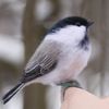 Felted realistic toy titmouse (9) копия.jpg