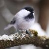 Felted realistic toy titmouse (2) копия.jpg