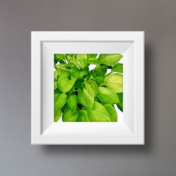 Watercolor clip art with green leaves hosta2Digital watercolor file Art print Illustration with hosta Printable wall art