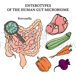 microbiome enterotypes prevotella medicine vector illustration