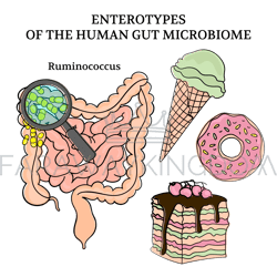 microbiome enterotypes ruminococcus medicine clip art vector