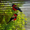 stained-glass-bullfinches-8.jpeg
