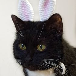 Crochet cat hat - Bunny ears costume - Rabbit ears for cat. Easter cat costume