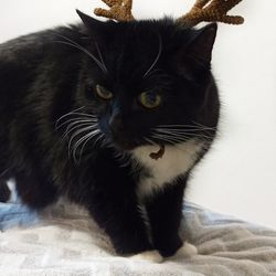 Crochet cat costume - Christmas deer antlers hat - Pet clothing