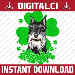 schnauzer st. patrick's day clovers png sublimation designs