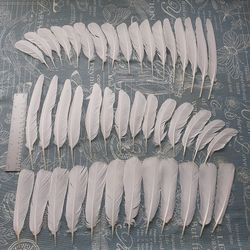 Natural bird feathers \ White pigeon \ Whole set