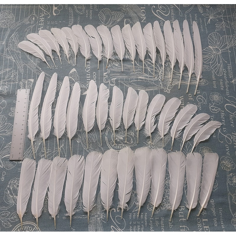 155152 Natural bird feathers \ White pigeon \ Whole set | Inspire Uplift