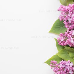 lilac photography, lilac background, spring background, lilac flat lay mockup, background, flat lay mockup, jpg, mockup