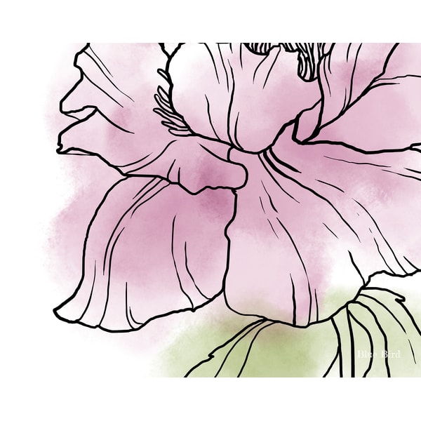 Abstract Peony Line Work Peonies line art PNG, line drawing peony clip art botanical, - Inspire ...