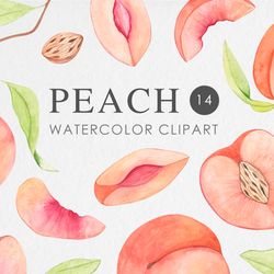 Watercolor Peach Clipart / Fruit Clipart PNG