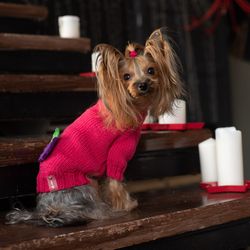 Wool dog sweater XXS size XS size Small dog sweater puppy sweater XXS