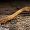 Hand-Forged Viking Carbon Steel Tomahawk with Integral Design for Camping and Hiking (4).jpg