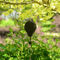 plantpulleysetforgardenbasketspotsbirdsfeeder1.png