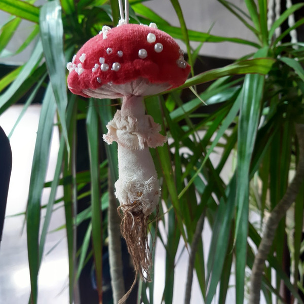 Amanita textile mushroom 2