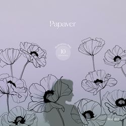 botanical line art, poppy clipart, hand drawn poppy flowers png, poppy botanical drawing, botanical leaves illustrations