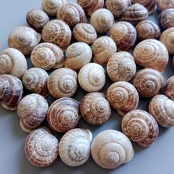 Set of 40 shells heather snail,bulk of  Heath shell for shellart  shell for dying, shell art, shells for creativity, peb