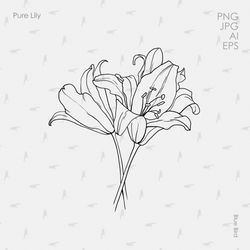 botanical line art, lily clipart, lilies line art, flower outlines, lily flower black and white, fine art graphic